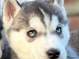 Siberian Husky dogs Siberian husky puppies - Advert 10