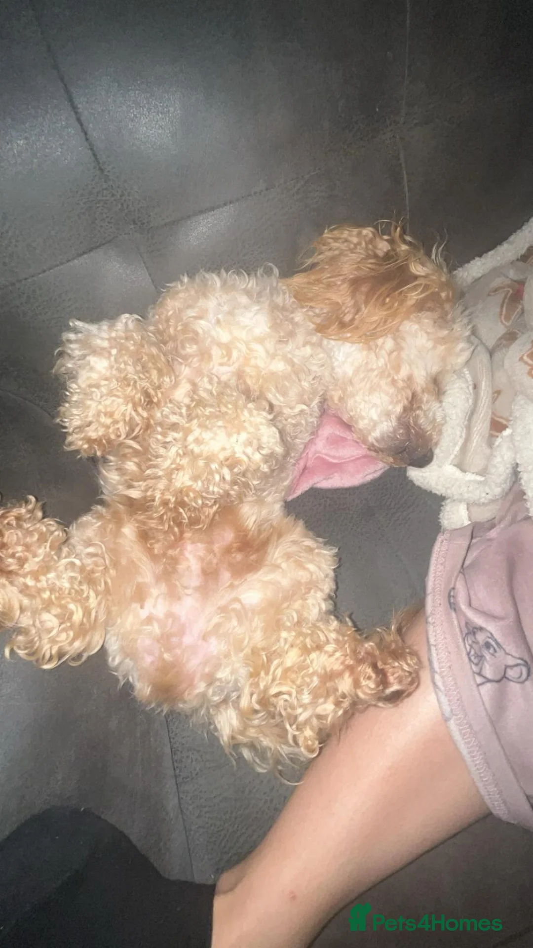 Maltipoo dogs for sale: Stunning maltipoo puppies - Advert 2