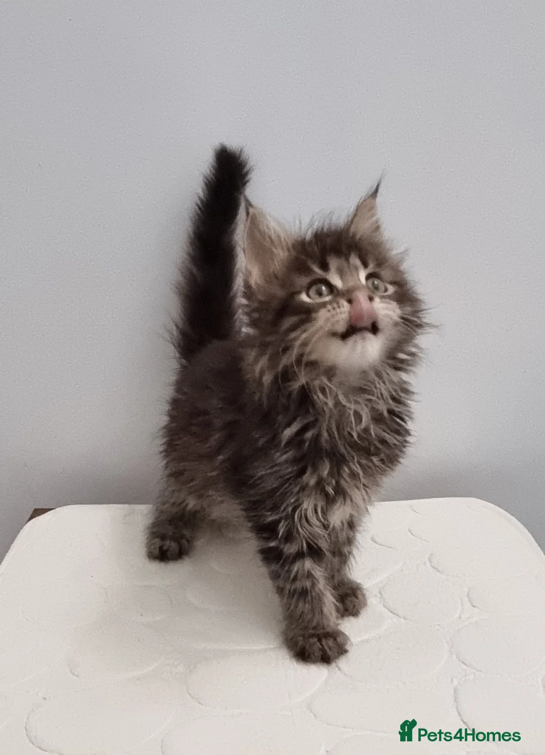 Maine Coon cats for sale: GCCF registered Maine Coon Pedigree Kitten  - Advert 1