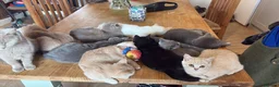 British Shorthair cats for sale: Toast and Bagel - British shorthair boys - Advert 3
