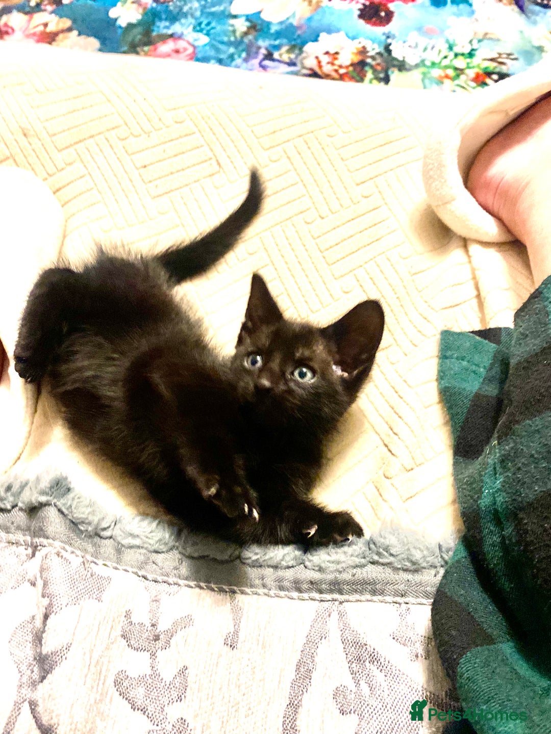 Mixed Breed cats for sale: 4 gorgeous kittens - Image 10
