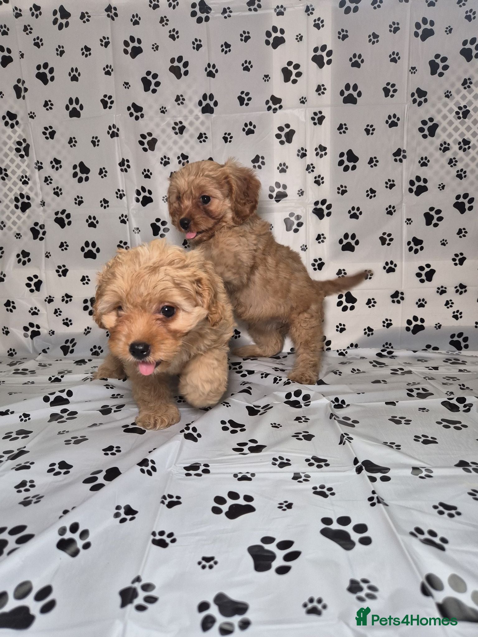 Cavapoo dogs Dna Health Tested F1 Cavapoo puppies - Advert 14