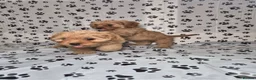 Cavapoo dogs for sale: Dna Health Tested F1 Cavapoo puppies - Advert 2