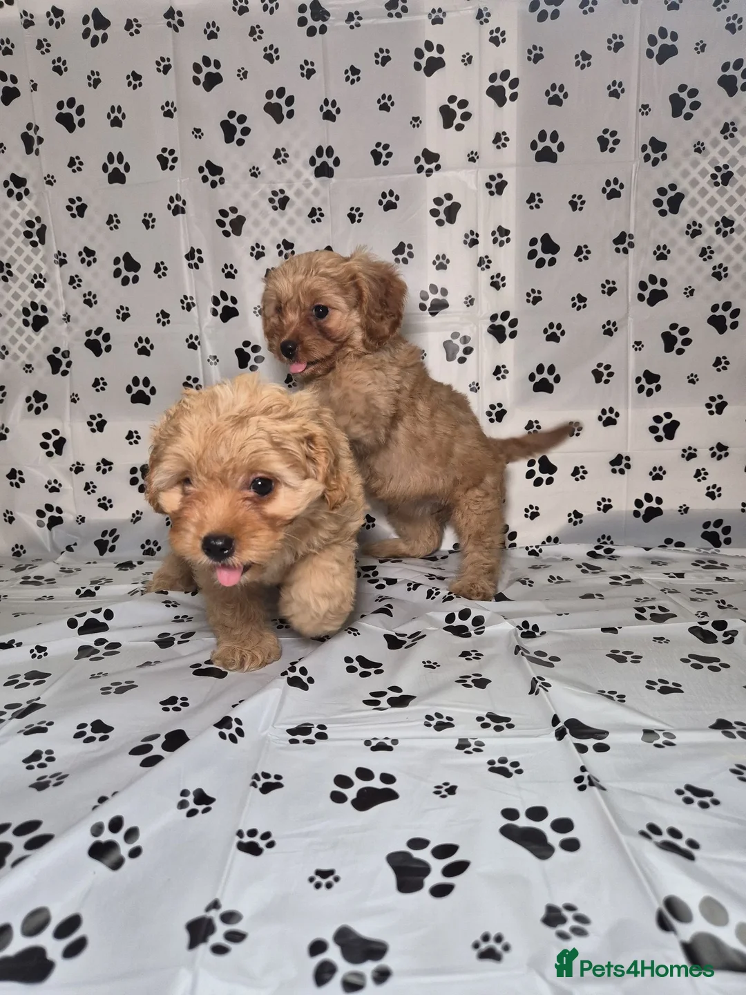 Cavapoo dogs for sale: Dna Health Tested F1 Cavapoo puppies - Advert 2