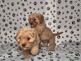 Cavapoo dogs Dna Health Tested F1 Cavapoo puppies - Advert 14