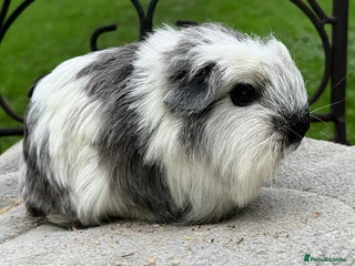 Guinea Pig rodents Baby boy and mature male to go as a pair. - Advert 5