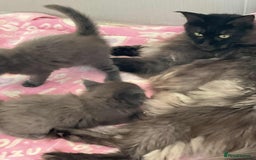 Maine Coon cats for sale: Stunning Maine Coon kittens  - Image 3