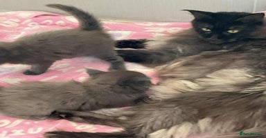 Maine Coon cats - Advert 12