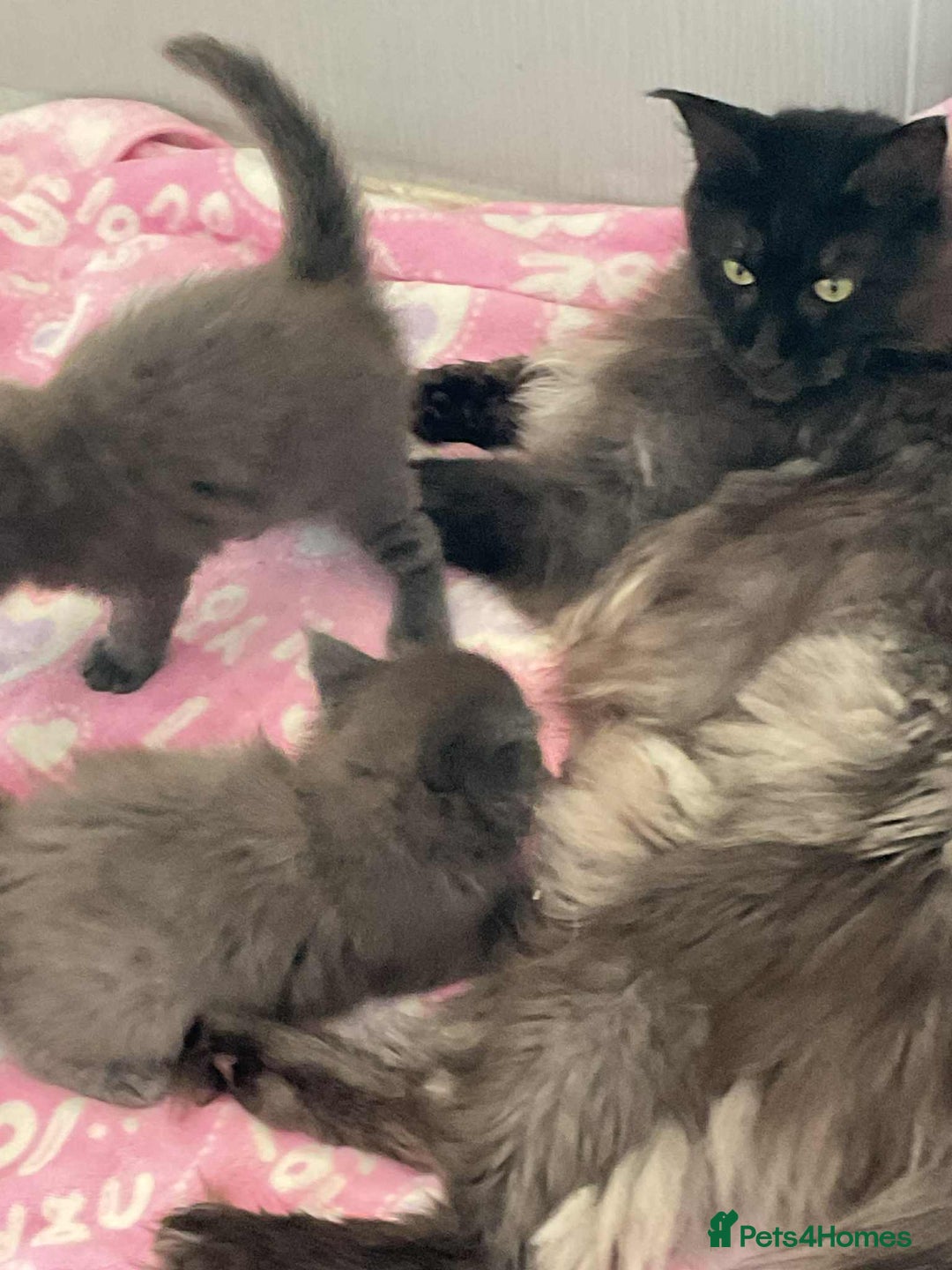 Maine Coon cats for sale: Stunning Maine Coon kittens  - Image 3