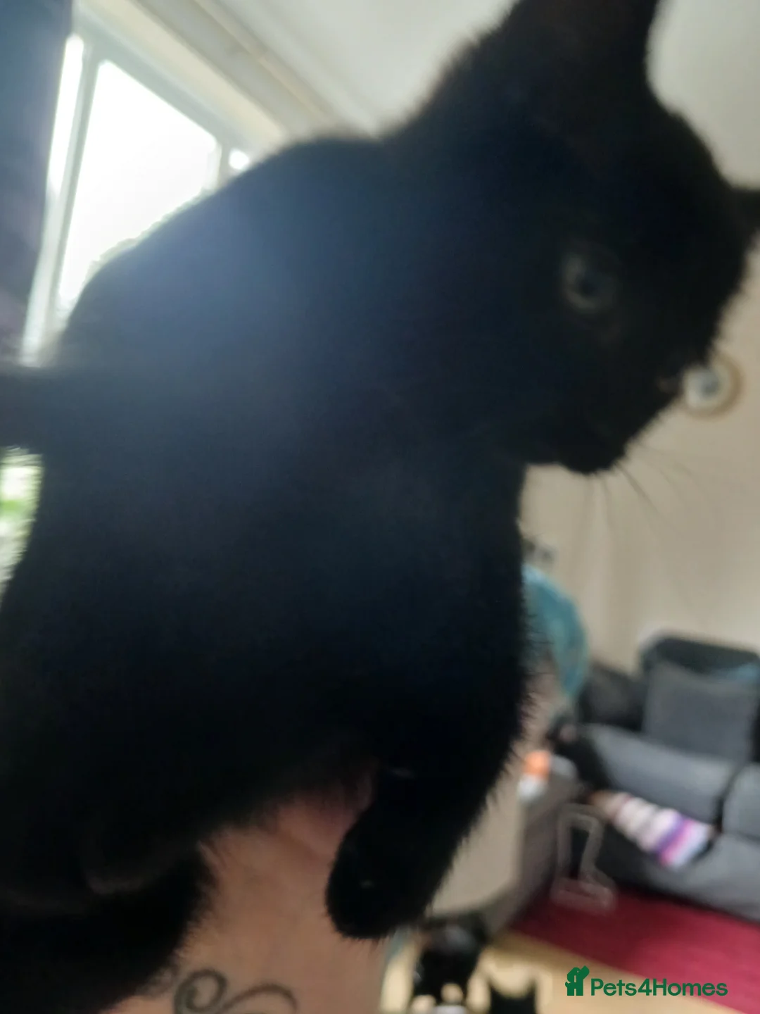 Domestic Shorthair cats for sale: MISS REBECCA L COURTENAY in Staines - Advert 2