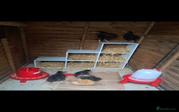 Chickens poultry for sale: 2 chickens , 1 male , 1 female  - Image 2