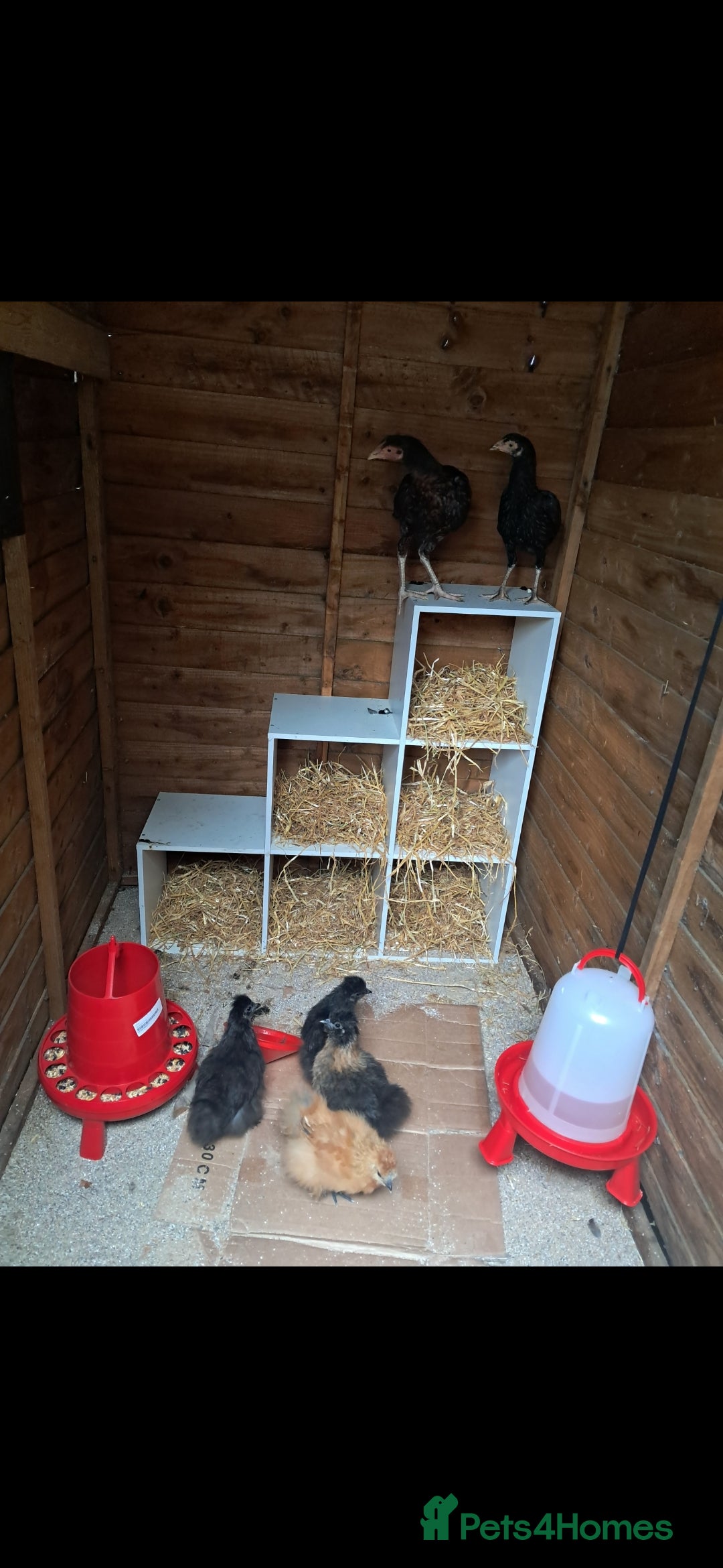 Chickens poultry for sale: 2 chickens , 1 male , 1 female  - Image 2
