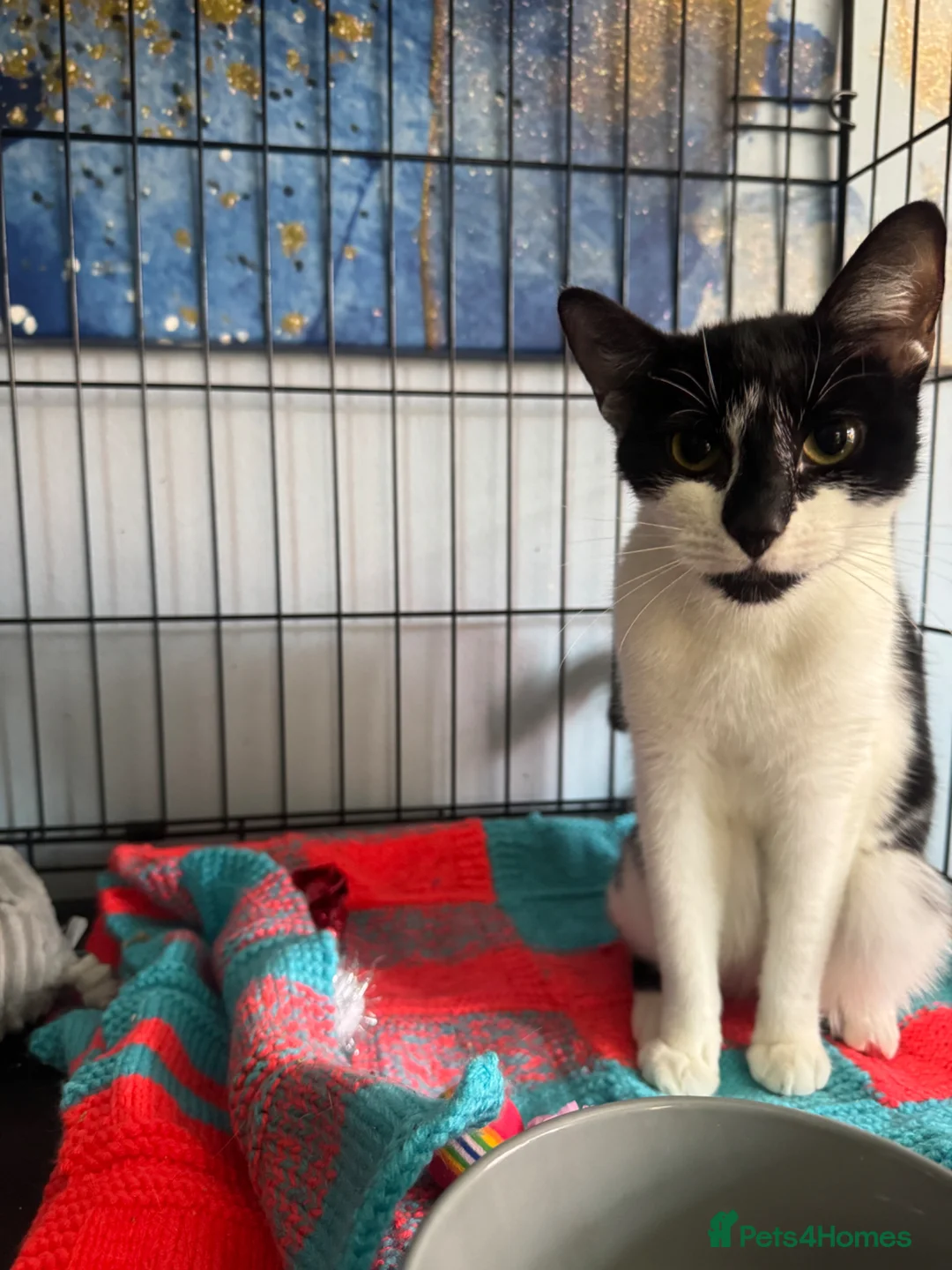 Domestic Shorthair cats for adoption: Friendly Tipsy - Adopt from Cats in Crisis EastLdn - Advert 1
