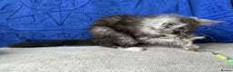 Maine Coon cats for sale: Maine coon girl - Advert 5