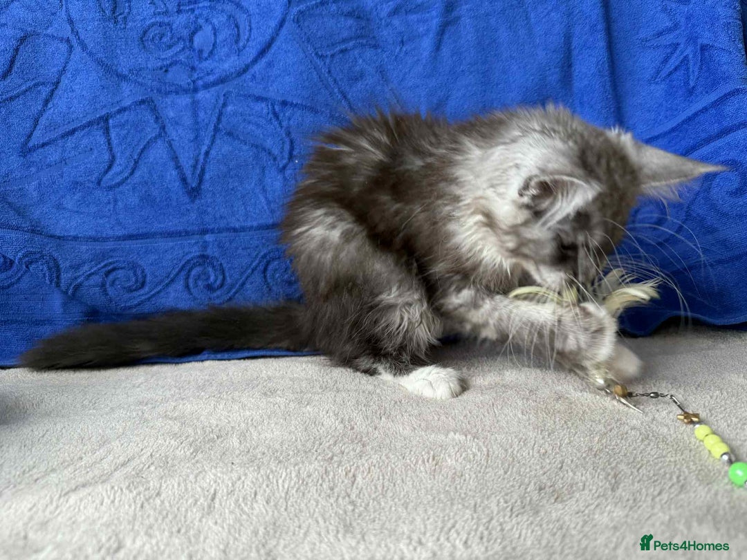 Maine Coon cats for sale: Maine coon girl - Advert 5