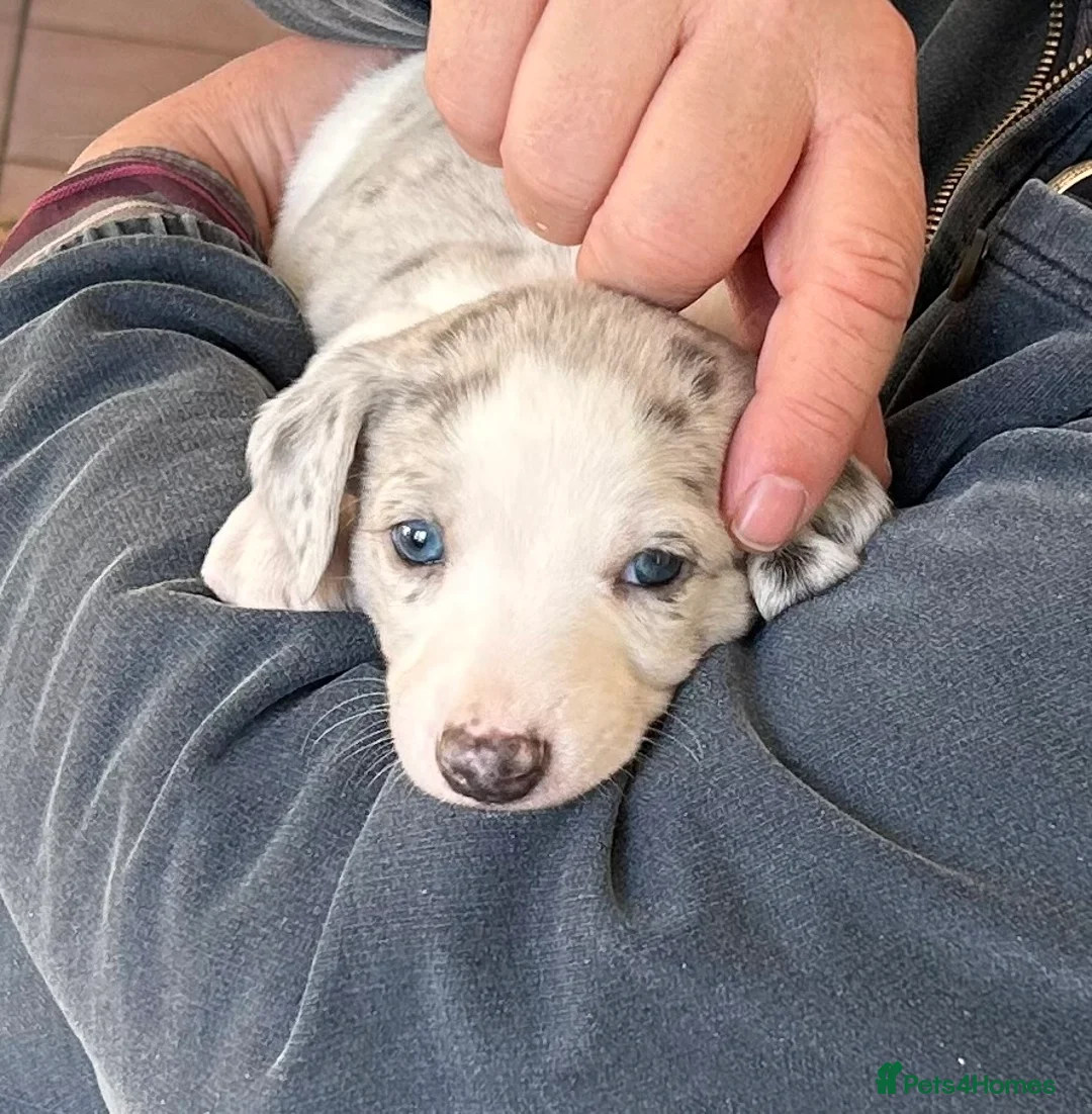 Whippet dogs for sale: Whippet lurcher pups - Advert 9