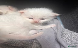Ragdoll cats for sale: Ragdoll Kittens  - Image 12