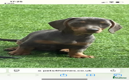 Miniature Dachshund dogs for sale: Miniture dachshund puppies - Image 33