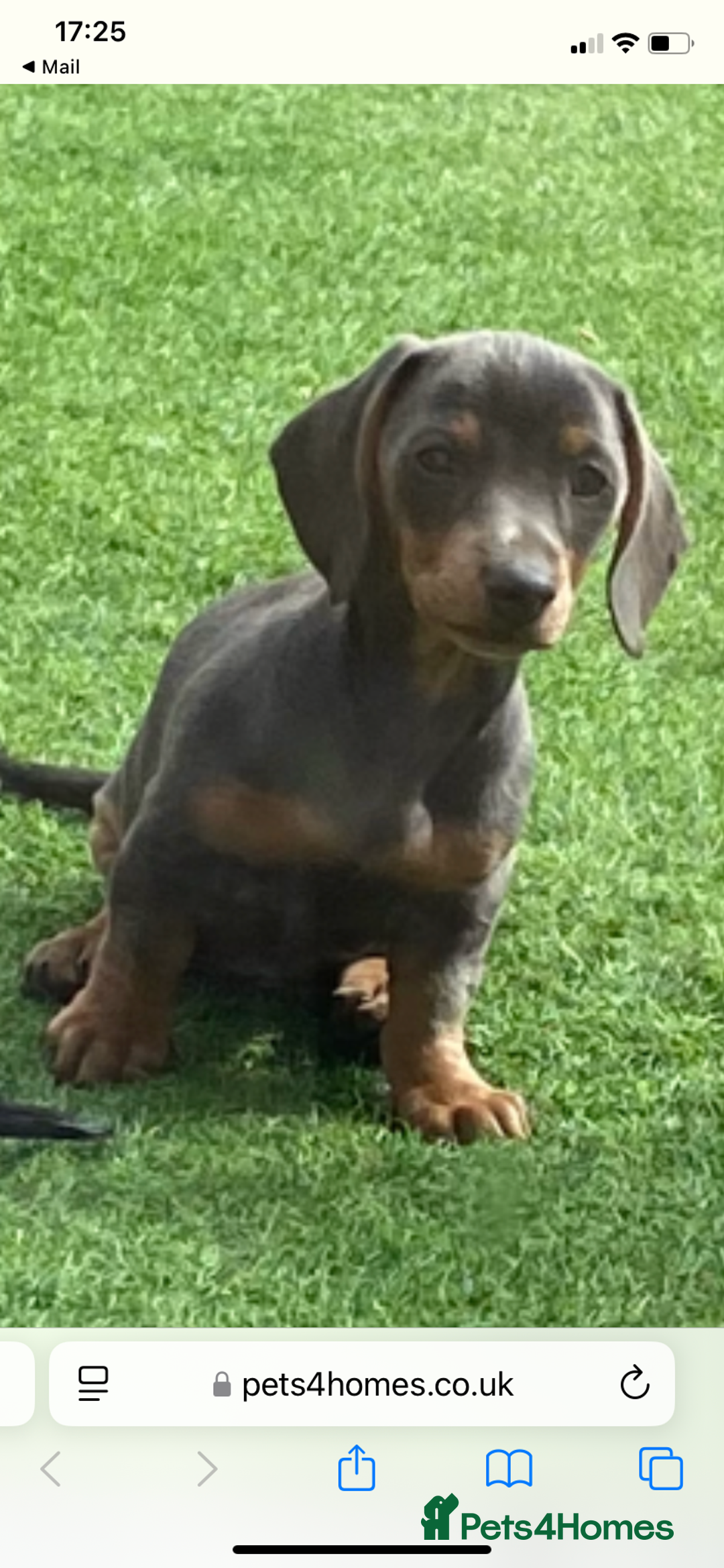 Miniature Dachshund dogs for sale: Miniture dachshund puppies - Image 33