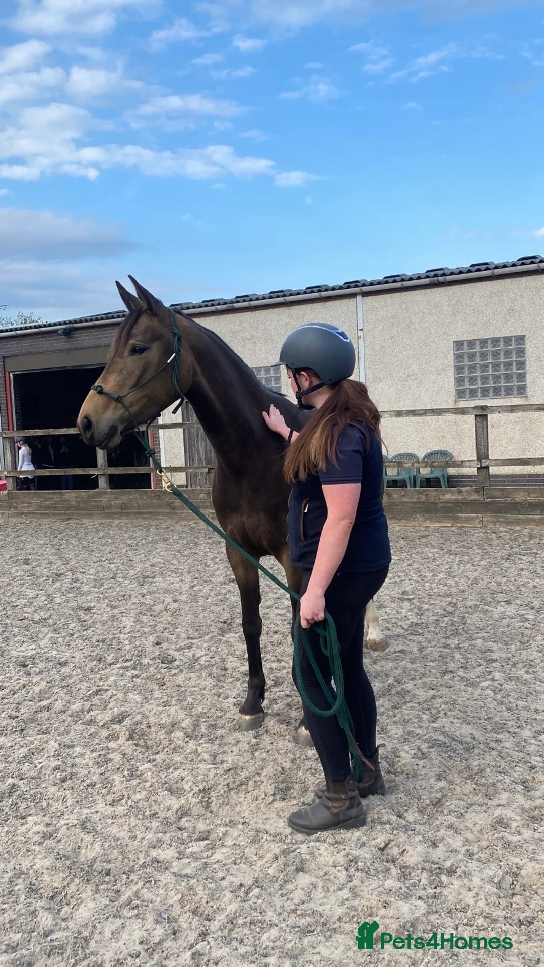 Cleveland Bay horses for sale: Bambi  in Nuneaton - Advert 4