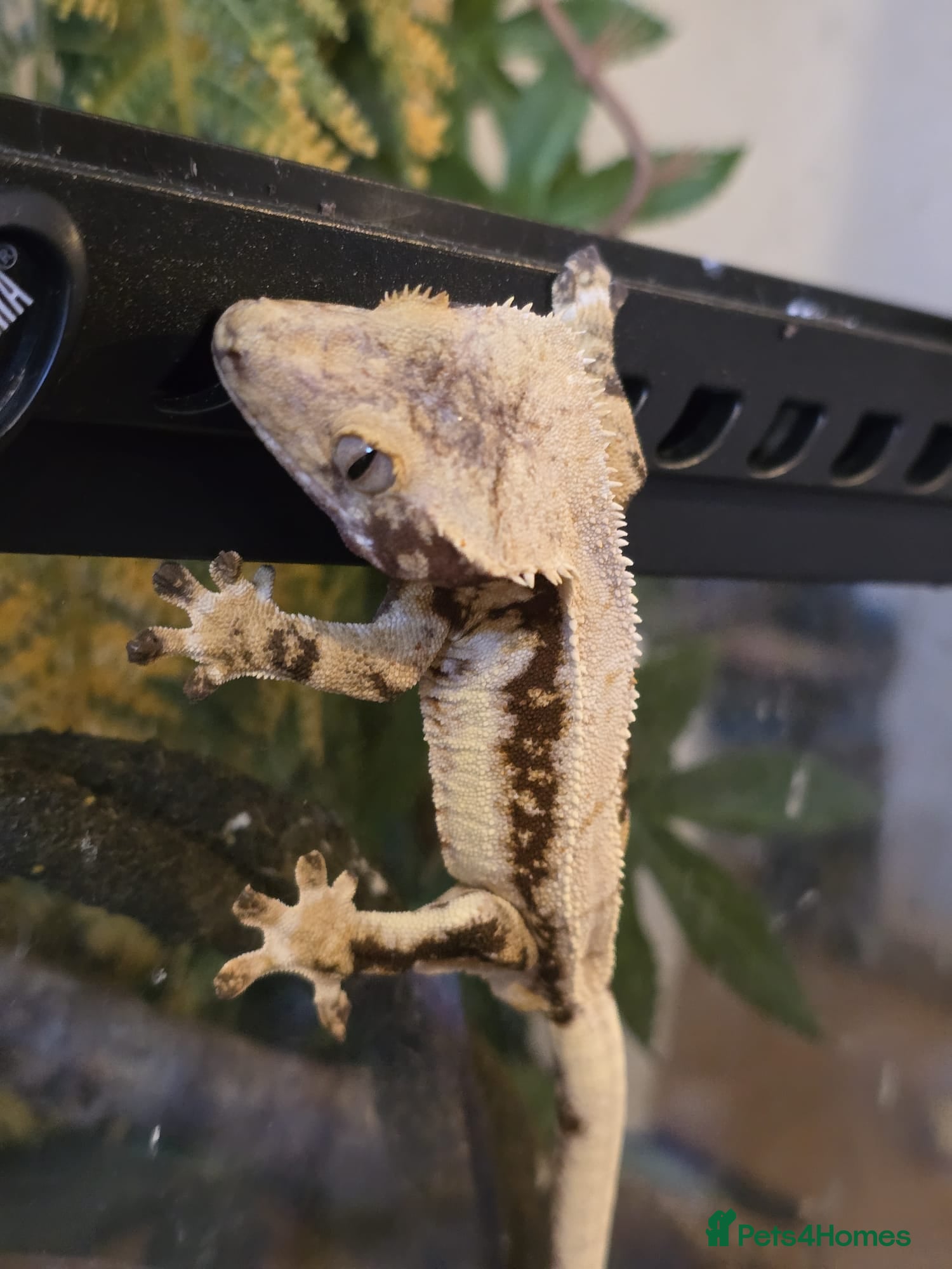 Gecko reptiles Crested Geckos For Sale - Advert 17
