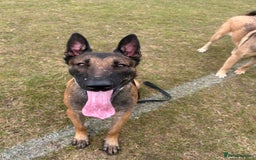 Belgian Shepherd Dog dogs for sale: Raptor  - Image 1