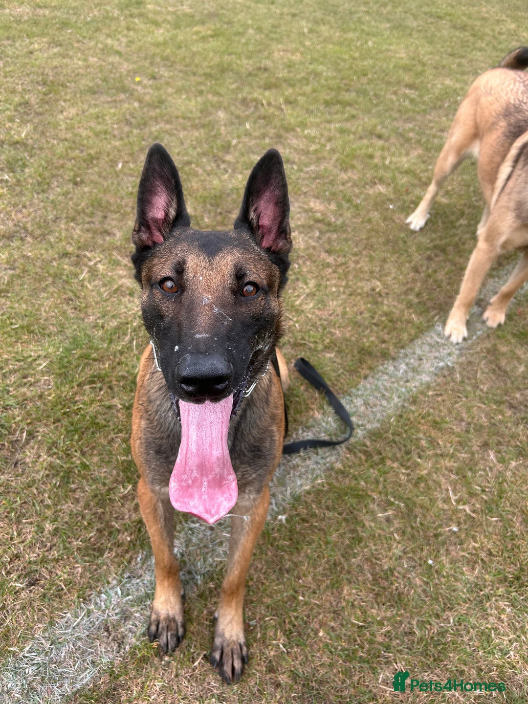 Belgian Shepherd Dog dogs for sale: Raptor  - Image 1