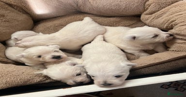 West Highland Terrier dogs Adorable cute little Westies need forever homes - Advert 5