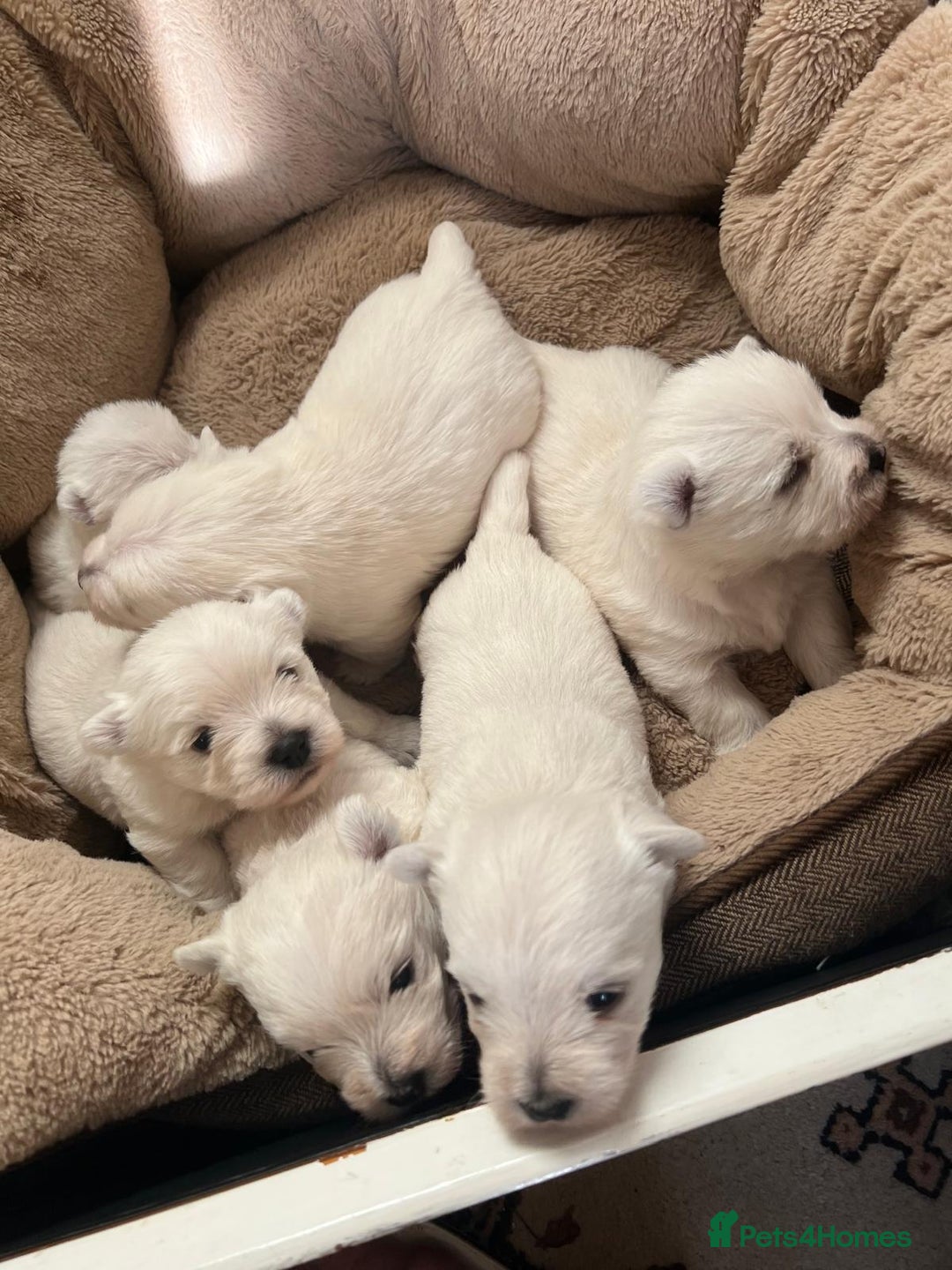 West Highland Terrier dogs for sale: Adorable cute little Westies need forever homes - Advert 2