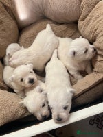 West Highland Terrier dogs Adorable cute little Westies need forever homes - Advert 1