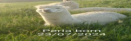 Alpaca livestock for sale: BAS registered breeding female Alpacas  in Totnes - Advert 8