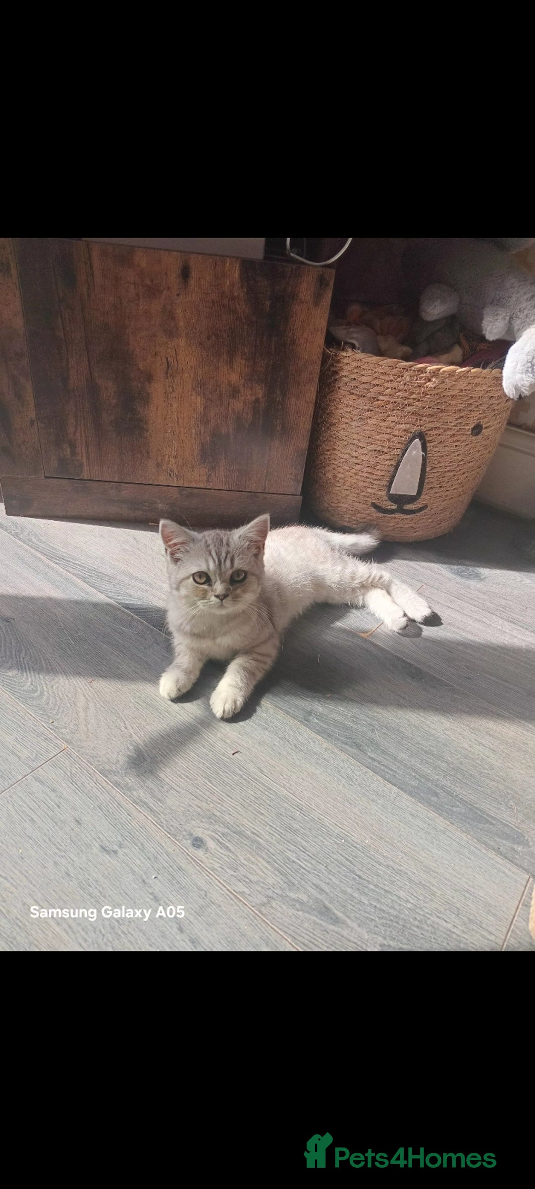 British Shorthair cats for sale: British short-hair kittens - Image 13