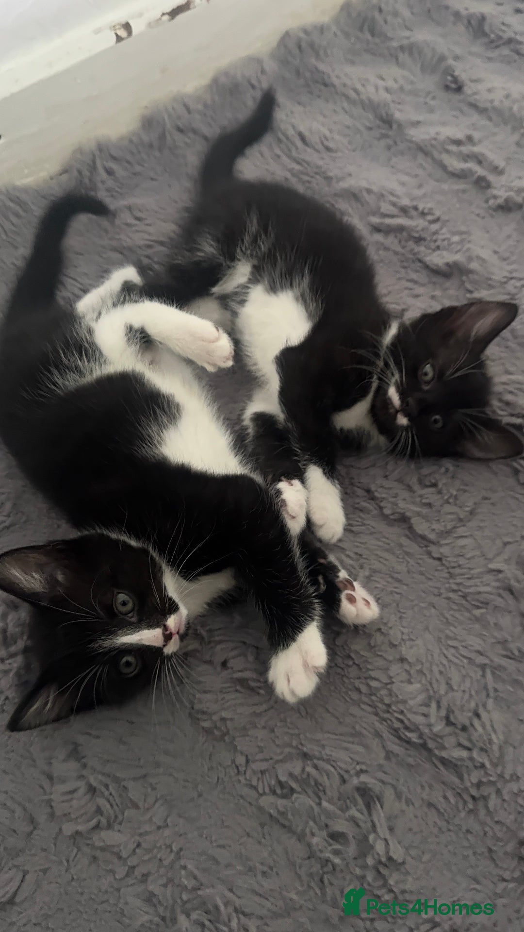 Mixed Breed cats for sale: 3 playful tuxedos ready to leave - Image 1
