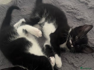 Mixed Breed cats - Advert 17