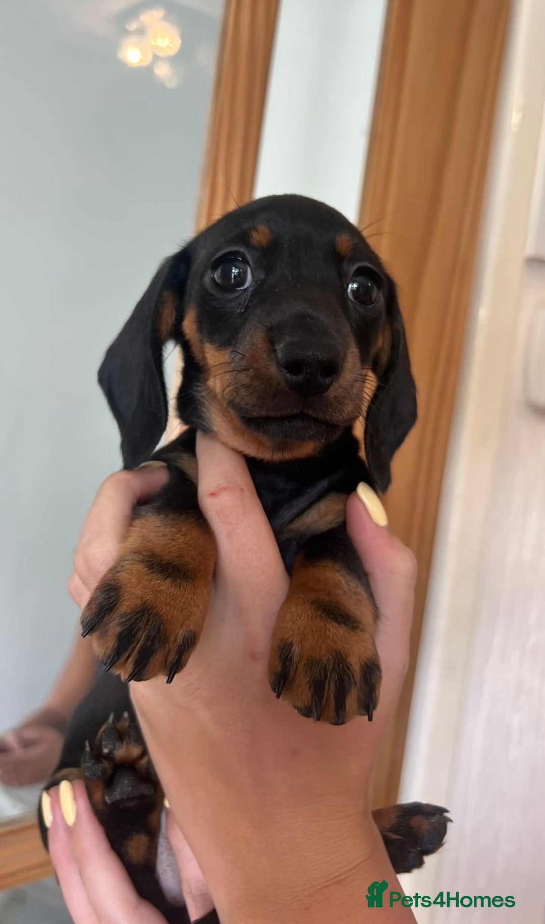 Miniature Dachshund dogs for sale: *REDUCED* 2 stunning female pups left - Image 25