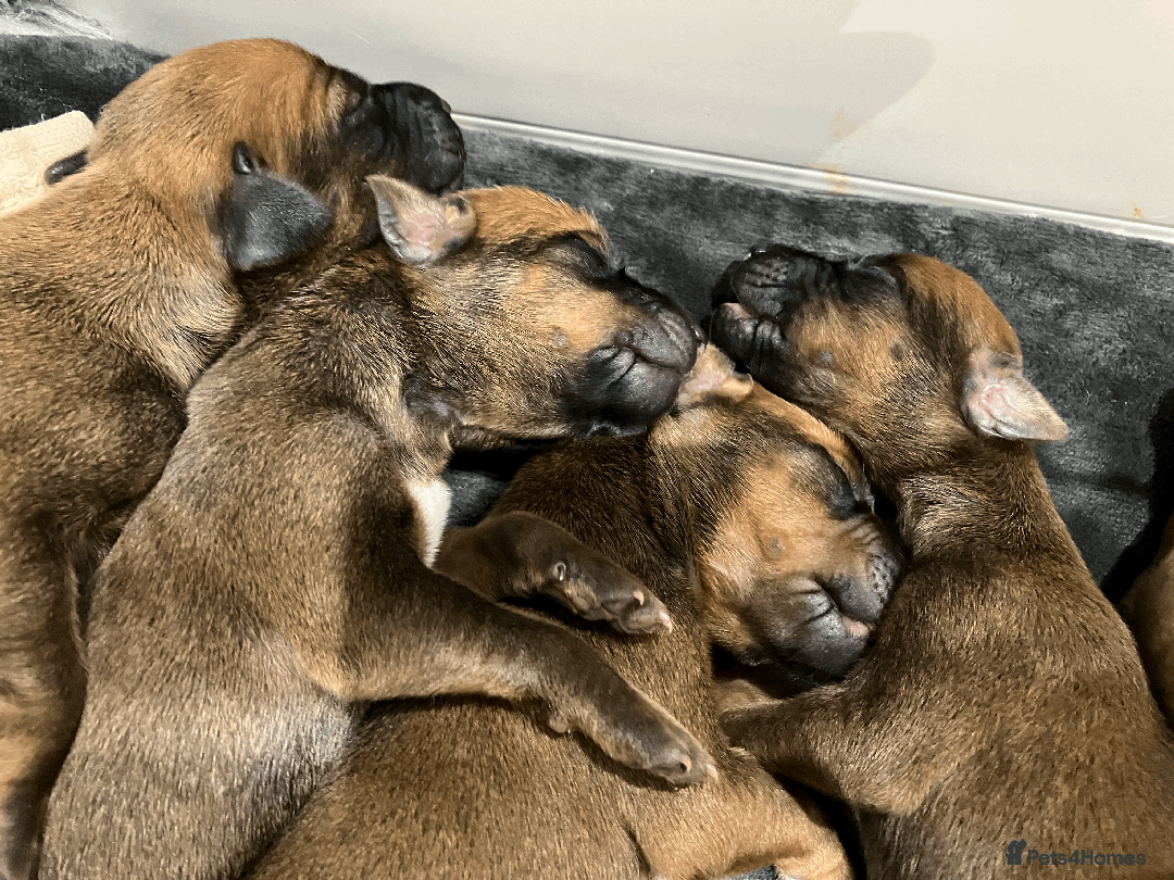 Rhodesian Ridgeback dogs for sale: * CUTENESS ALERT * READY END OF JANUARY - Advert 12