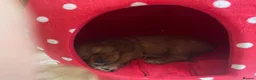 Cavalier King Charles Spaniel dogs for sale: Beautiful Cavalier King Charles Spaniel Puppies in Coventry - Advert 13
