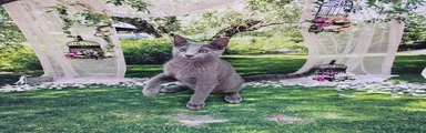 Russian Blue 2