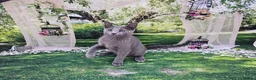 Russian Blue cats for sale: GCCF Registered Russian Blue Kittens - Advert 29