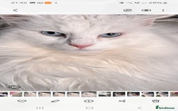 Norwegian Forest Cat cats for sale: Full Norwegian forest cat kittens - Image 22