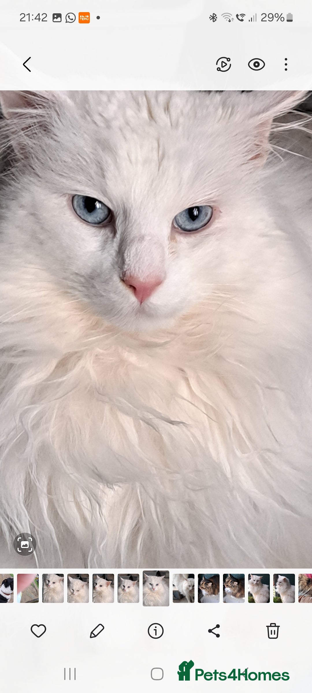 Norwegian Forest Cat cats for sale: Full Norwegian forest cat kittens - Image 22