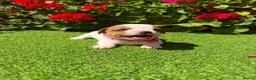 Jack Russell dogs for sale: Adorable jack Russell puppies  - Advert 4