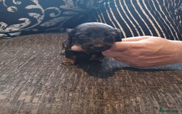 Dachshund dogs for sale: Stunning litter of minature dachshund puppies  - Image 3