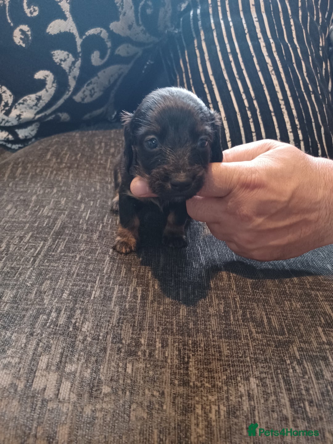 Dachshund dogs for sale: Stunning litter of minature dachshund puppies  - Image 3