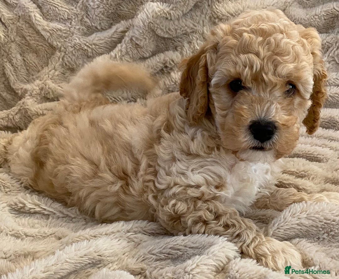 Cavapoo dogs for sale: Gorgeous Teddybear Cavapoo Puppies health checked  - Advert 25