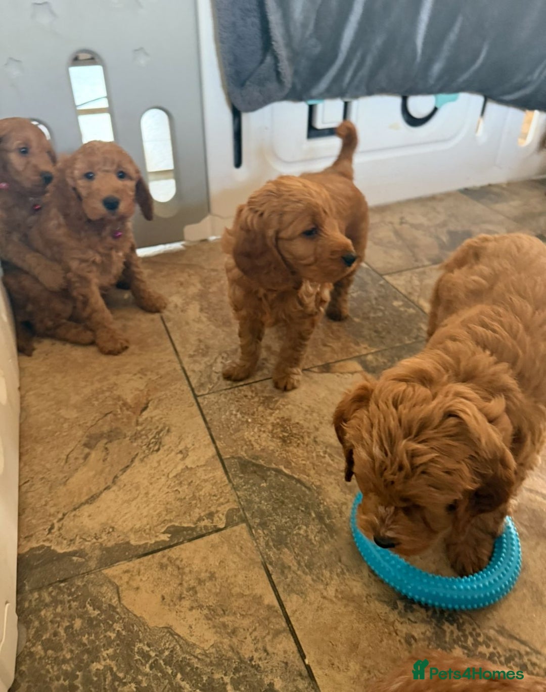 Cockapoo dogs for sale: Quality F1b Cockapoo Puppies - Advert 8