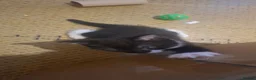 Mixed Breed cats for sale: 2 female kittens left - Advert 5