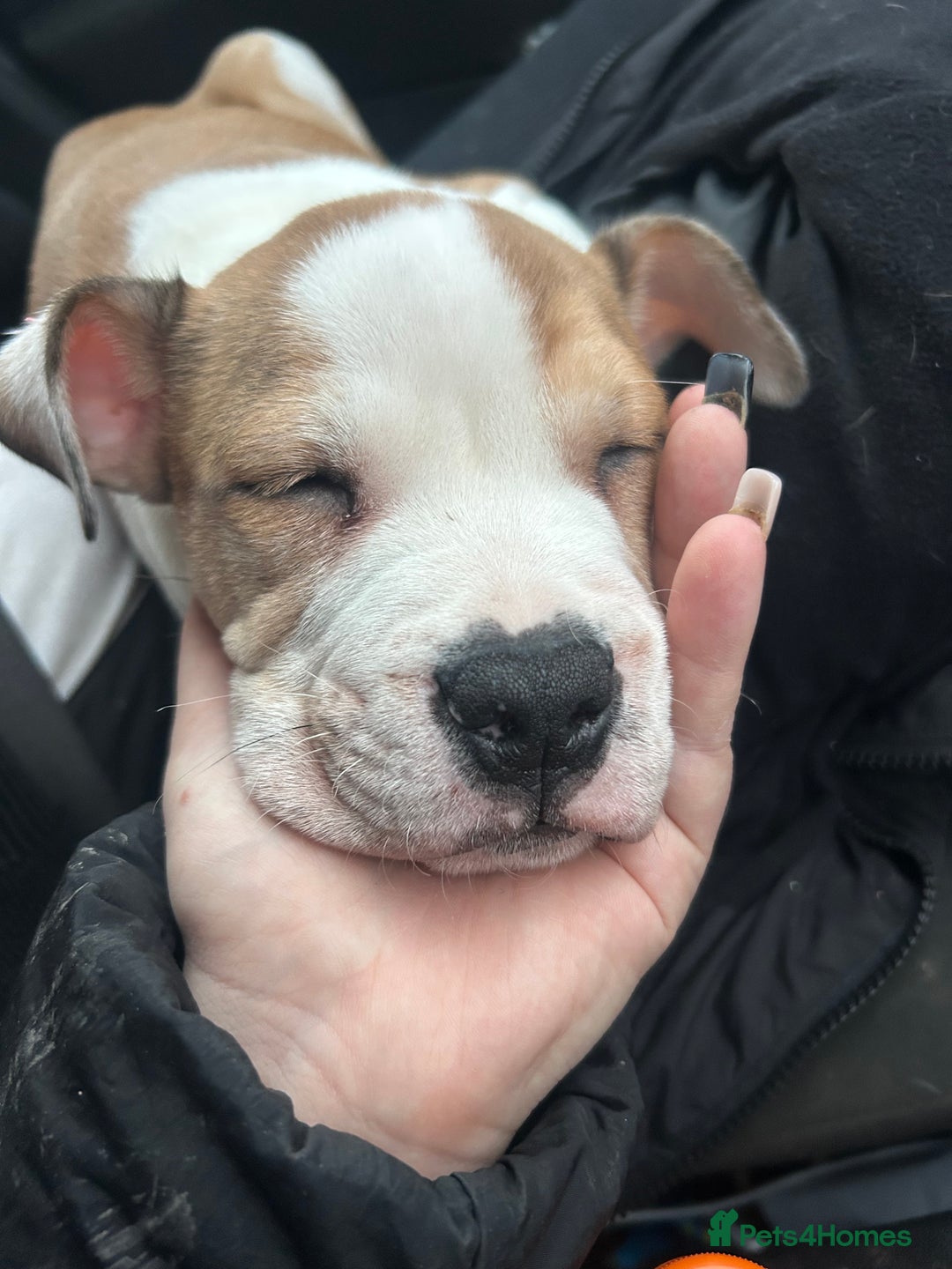 Mixed Breed dogs for sale: Staff x bulldog  - Advert 2