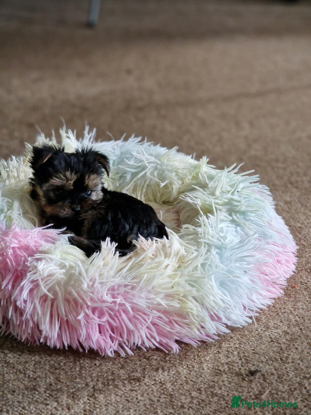 Yorkshire Terrier dogs for sale: Hi Mini Yorkshire Terrier for sale - Image 2