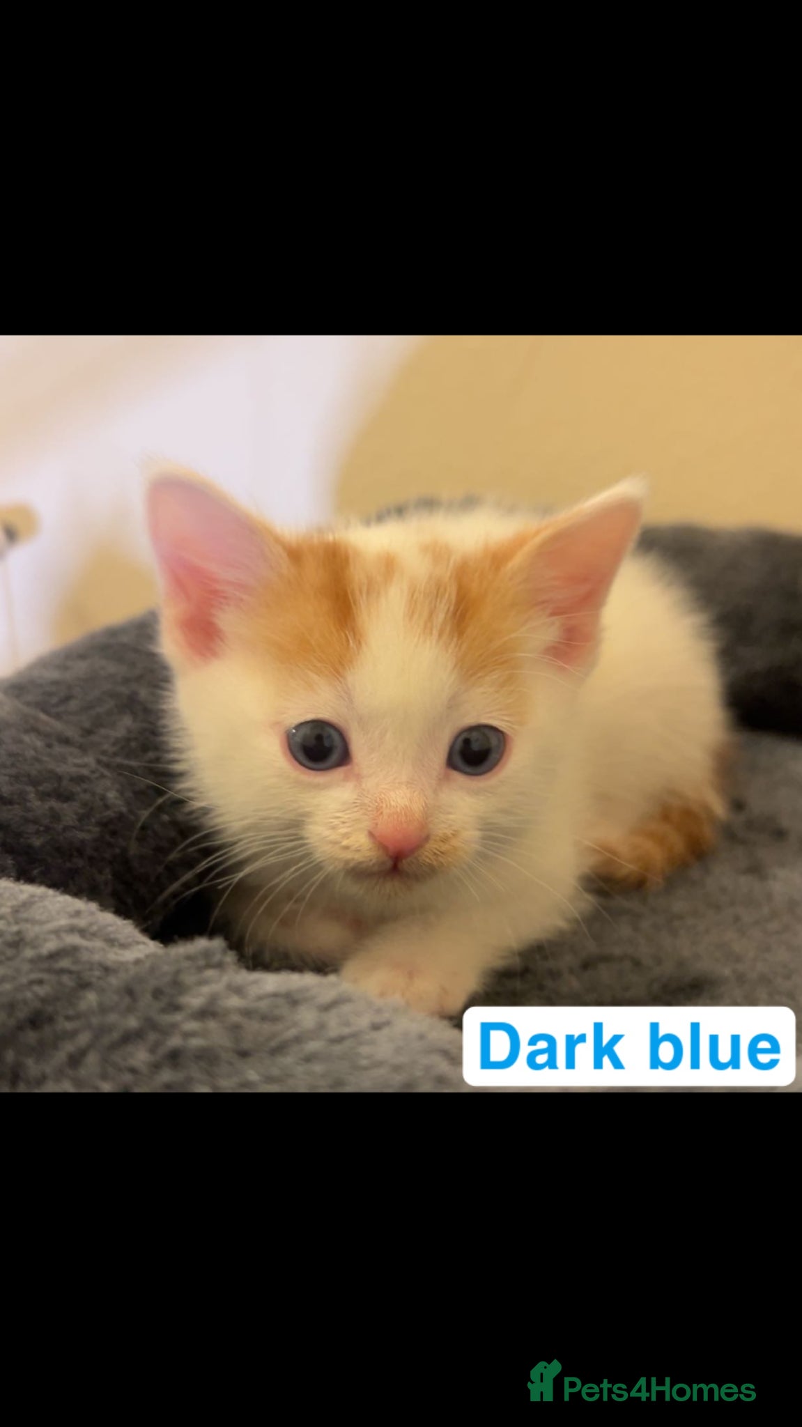 Mixed Breed cats 2 Beautiful kittens left !!! - Advert 2